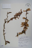 藏品(臺灣小蘗)的圖片