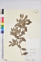 藏品(凹葉越橘)的圖片