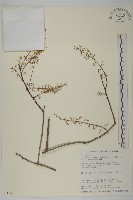 藏品(多花滇南蛇藤)的圖片