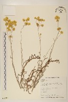 藏品(鼠麴草)的圖片