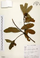 藏品(大頭茶)的圖片