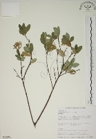 藏品(南嶺蕘花)的圖片