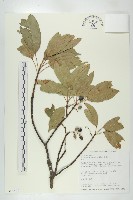 藏品(薯豆)的圖片