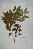 藏品(木蠟樹、山漆)的圖片