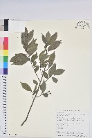 藏品(密花五月茶)的圖片