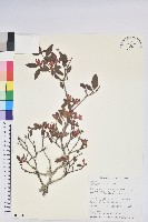 藏品(紅毛杜鵑)的圖片