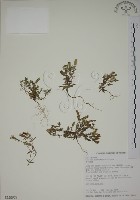 藏品(黃斑龍膽)的圖片