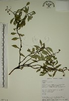 藏品(拎壁龍)的圖片