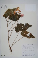 藏品(水鴨腳)的圖片