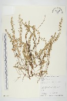 藏品(土丁桂)的圖片