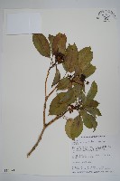 藏品(臺灣樹參)的圖片