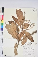 藏品(大葉石櫟)的圖片