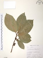 藏品(豬母乳、水同木)的圖片