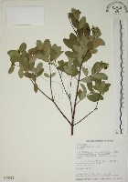 藏品(南嶺蕘花)的圖片