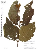 藏品(杜虹花，台灣紫珠)的圖片