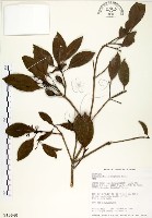 藏品(瓊楠)的圖片