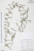 藏品(天門冬)的圖片