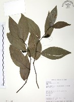 藏品(風藤)的圖片