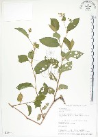 藏品(火炭母草、清飯藤)的圖片