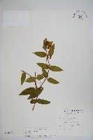 藏品(阿里山忍冬、漸尖葉忍冬)的圖片