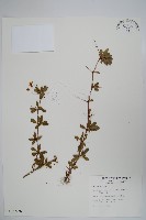 藏品(玉山小蘗)的圖片