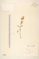 藏品(一枝黃花)的圖片