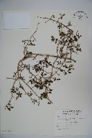 藏品(川上氏忍冬)的圖片