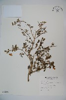 藏品(川上氏忍冬)的圖片