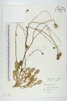 藏品(貓兒菊)的圖片