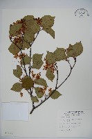 藏品(玉山糯米樹、狹葉糯米樹)的圖片