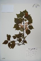 藏品(玉山糯米樹、狹葉糯米樹)的圖片