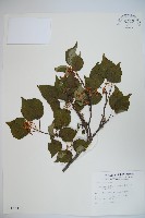 藏品(玉山糯米樹、狹葉糯米樹)的圖片