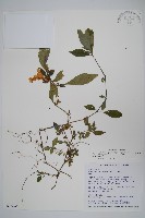 藏品(腺萼馬藍)的圖片