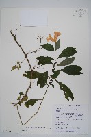 藏品(臺灣馬藍)的圖片