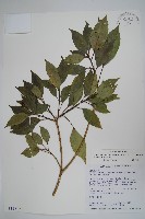 藏品(臺灣樹參)的圖片