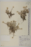 藏品(尼泊爾籟簫)的圖片