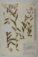 藏品(臺灣馬蘭)的圖片