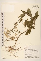 藏品(一枝香)的圖片