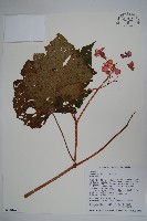 藏品(溪頭秋海棠)的圖片