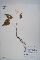 藏品(水鴨腳)的圖片