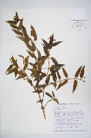 藏品(阿里山忍冬、漸尖葉忍冬)的圖片