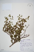 藏品(小葉莢迷)的圖片