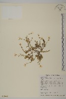 藏品(玉山卷耳)的圖片