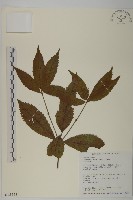 藏品(草珊瑚、紅果金粟蘭)的圖片