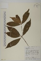 藏品(草珊瑚、紅果金粟蘭)的圖片