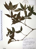 藏品(草珊瑚、紅果金粟蘭)的圖片