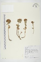 藏品(穗花佛甲草)的圖片