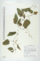 藏品(絞股藍)的圖片