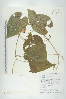 藏品(斑花青牛膽)的圖片