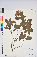 藏品(金毛杜鵑)的圖片